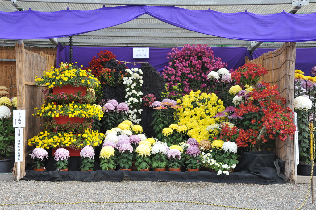 橿原菊花展