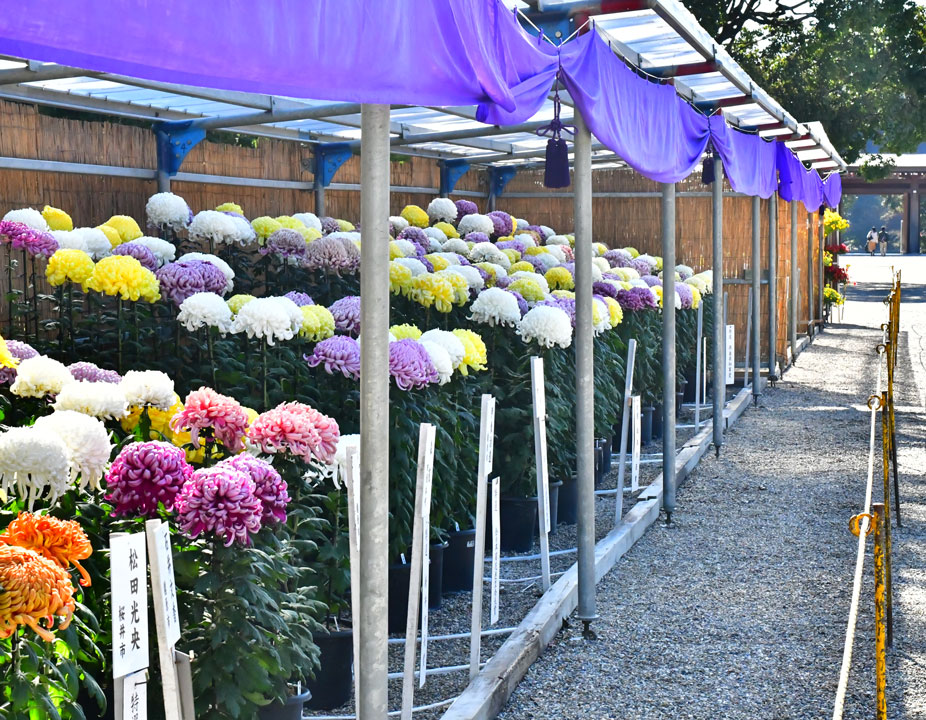 橿原菊花展