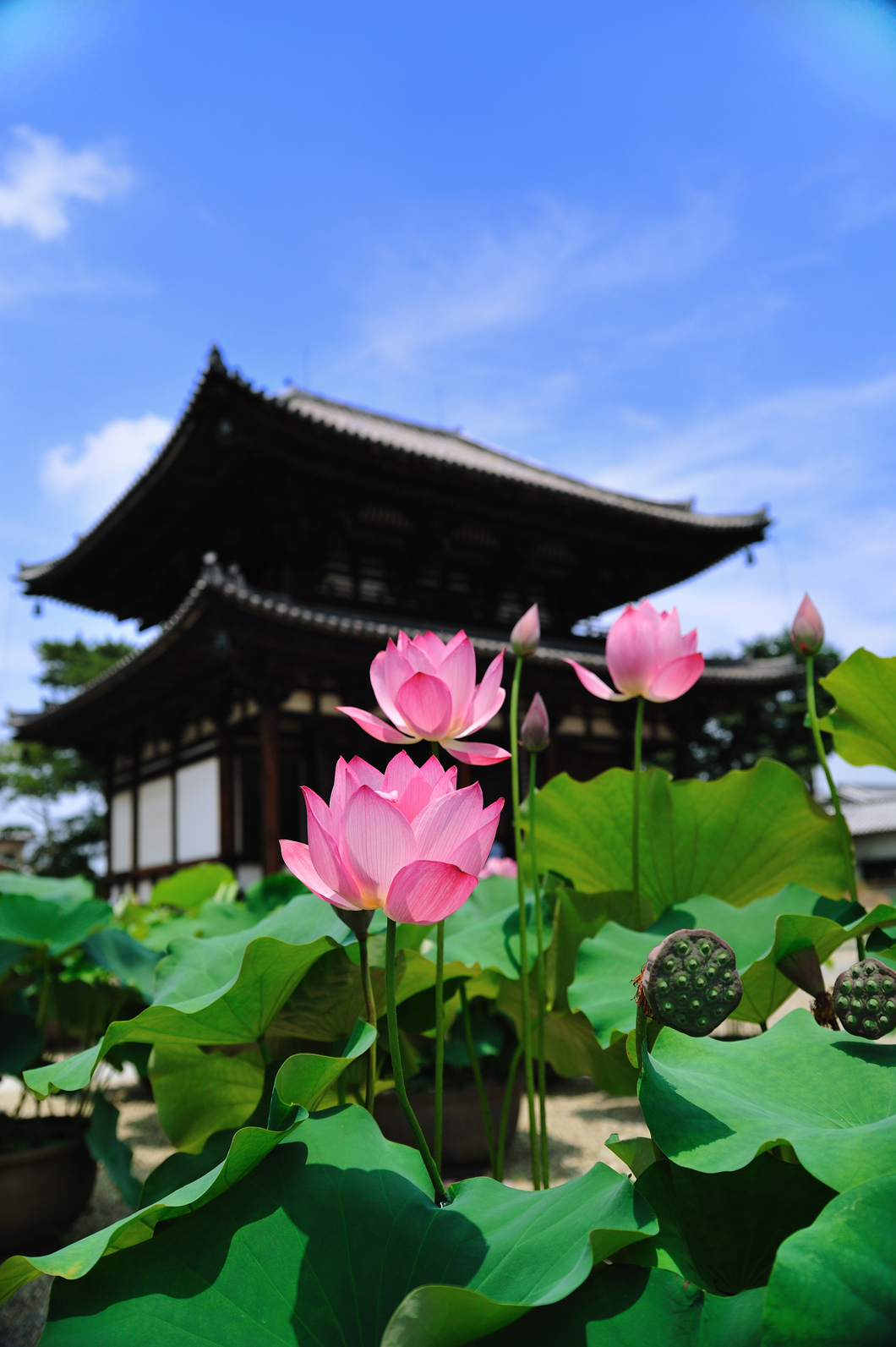 奈良・西の京ロータスロード ~蓮を巡る古都の夏~