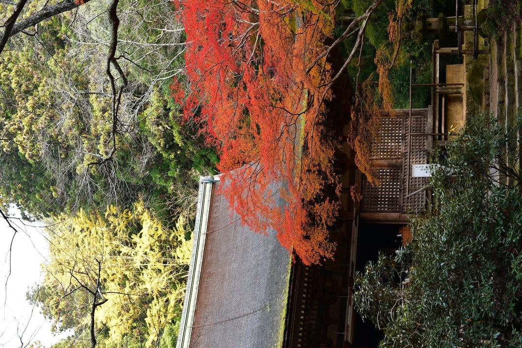 もみじ回廊切絵朱印（室生寺）