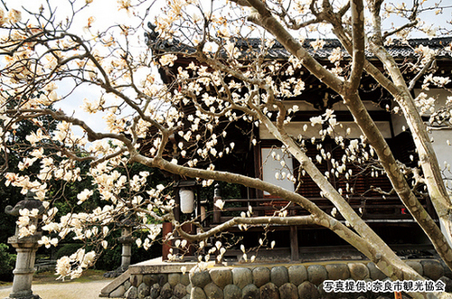 木蓮 秋篠寺 奈良大和路の花のみどころ 奈良県観光 公式サイト あをによし なら旅ネット 奈良市 奈良エリア