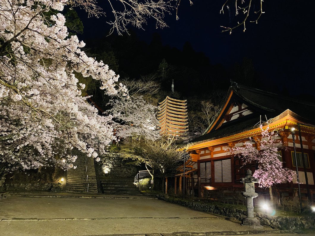 夜桜ライトアップ