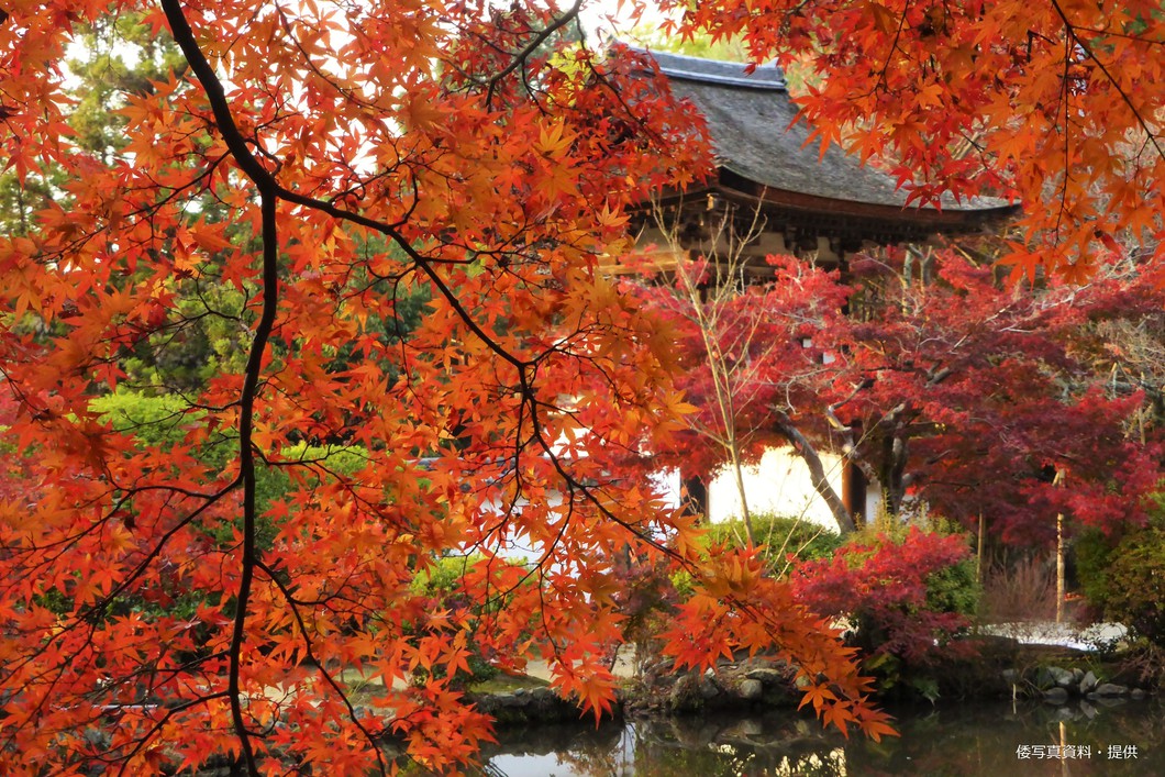 紅葉まつり