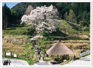 佛隆寺千年桜の花見会