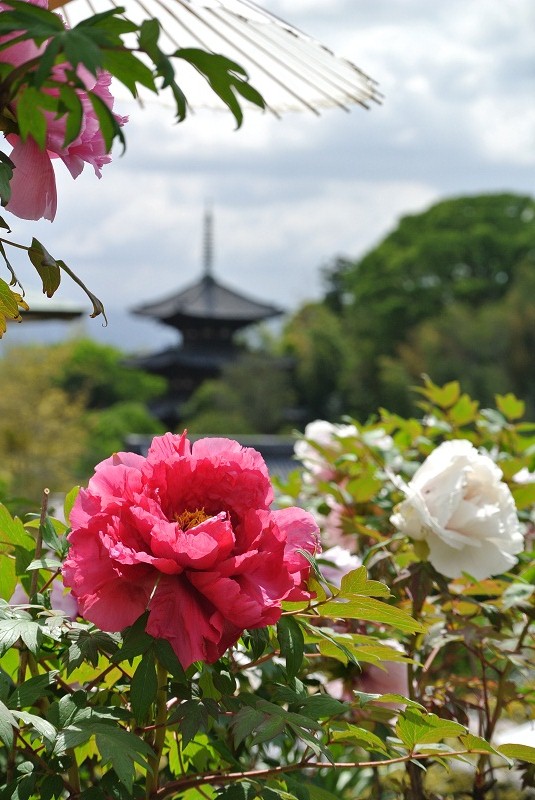 葛城市ぼたん祭り 當麻寺 奈良県観光 公式サイト あをによし なら旅ネット 葛城市 生駒 信貴 斑鳩 葛城エリア イベント