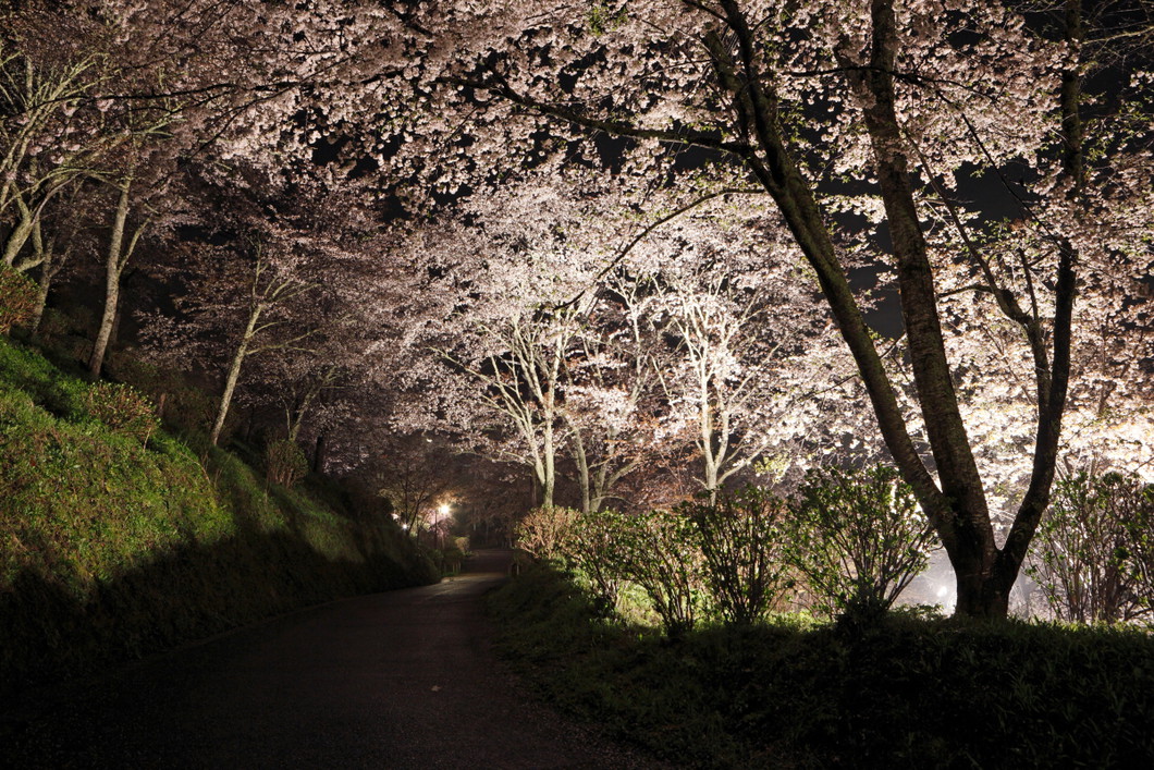 桜ライトアップ