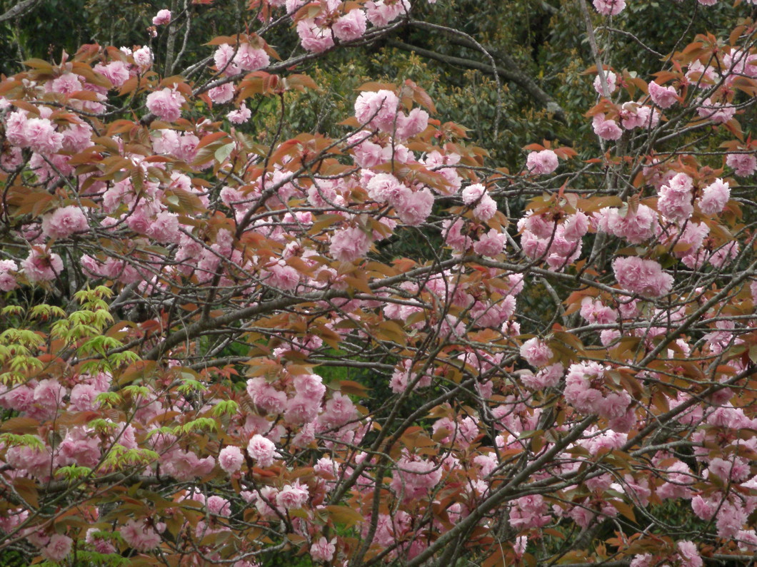 4月中旬：八重桜