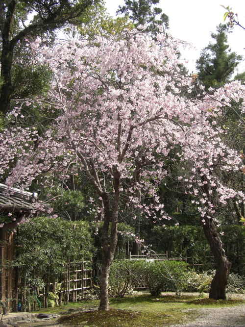 3月下旬：しだれ桜