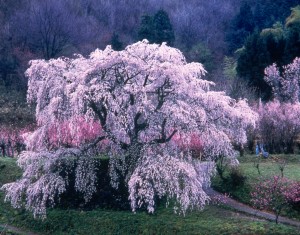 又兵衛桜まつり