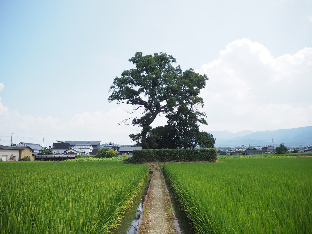 本薬師寺跡