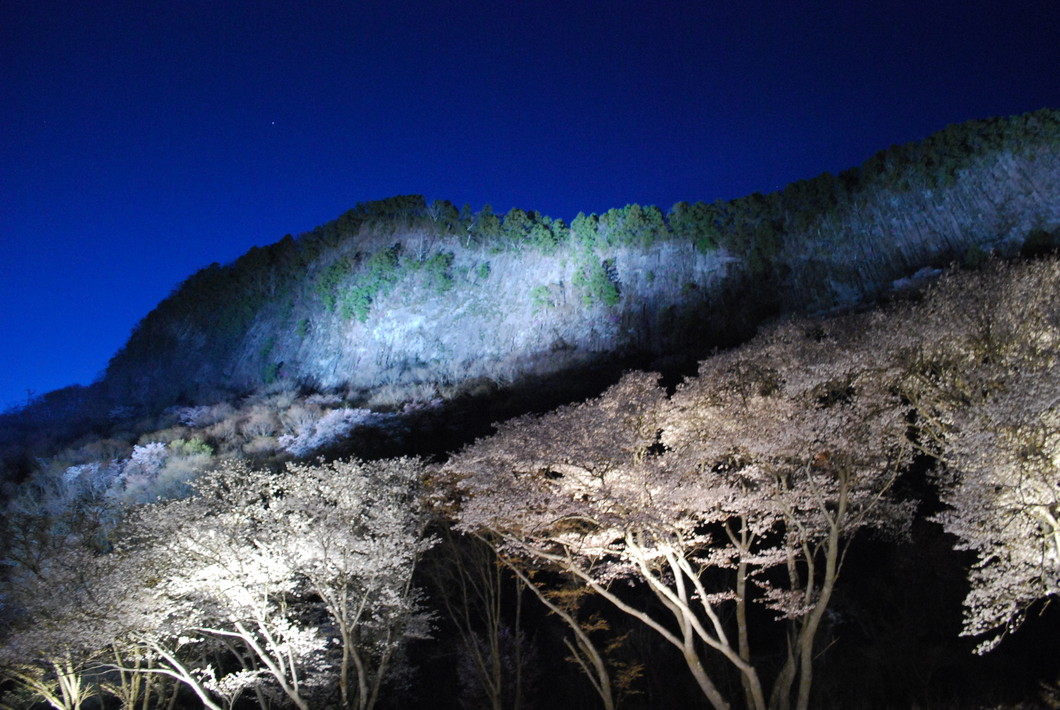 屏風岩公苑 山桜ライトアップ