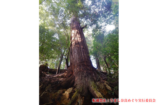 世界文化遺産 春日山原始林ガイドツアー