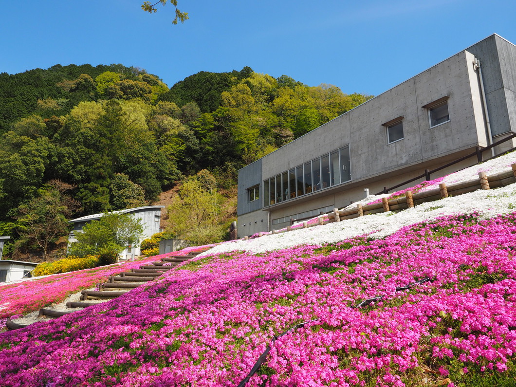 芝桜