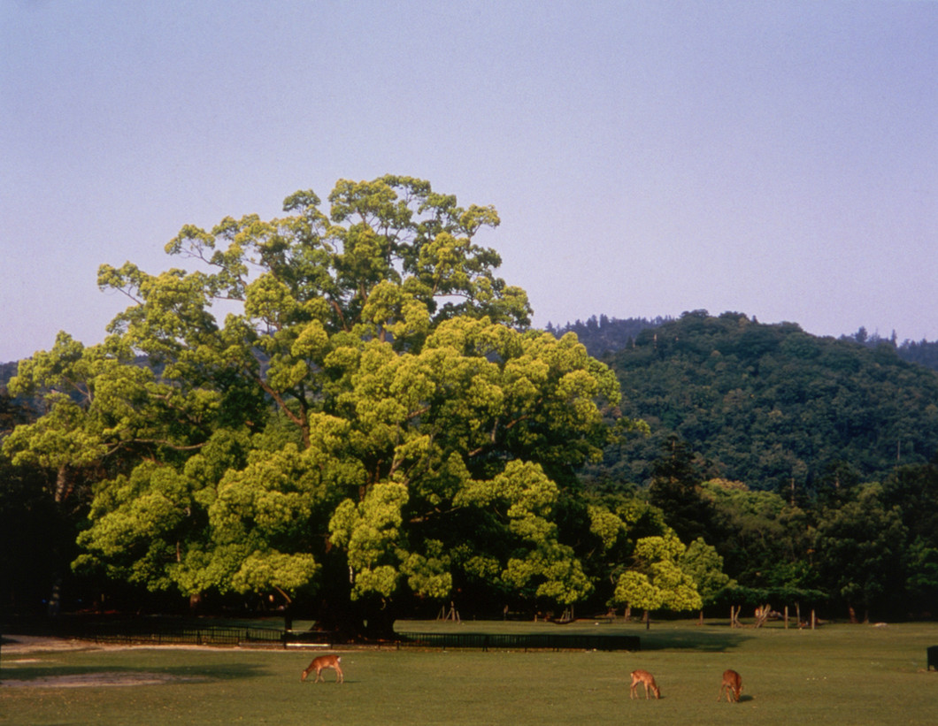 日本のはじまりをたどる修学旅行　飛鳥～奈良時代 歴史・文化に触れる奈良でしか味わえない修学旅行