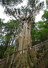 樹齢約3000年とも言われている杉が放つ空気は神々しい。