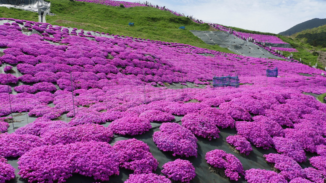 芝桜