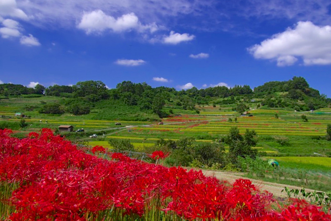 咲き誇る彼岸花と棚田の風景