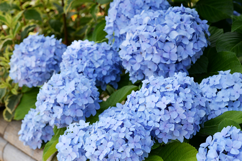 鎌足を追いつめる入鹿の首