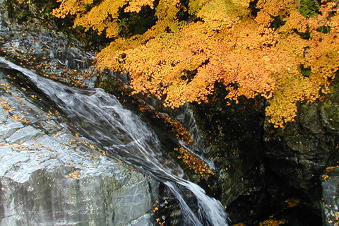 秋色に染まる、奈良大和路の紅葉だより