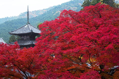 秋色に染まる、奈良大和路の紅葉だより
