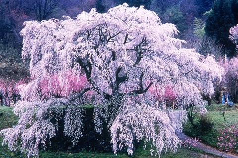 奈良大和路からの桜だより