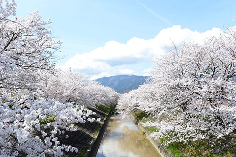 奈良大和路からの桜だより