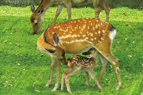 知れば知るほど奈良はおもしろい 2017年　春号（4月・5月・6月）