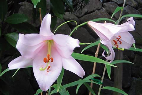 知れば知るほど奈良はおもしろい 2017年　春号（4月・5月・6月）