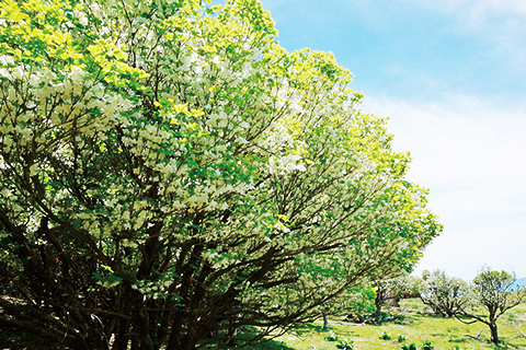 知れば知るほど奈良はおもしろい 2017年　春号（4月・5月・6月）
