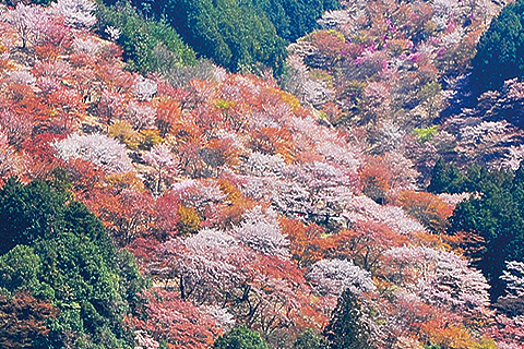 物語が心にしみる花景色。