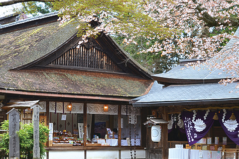 物語が心にしみる花景色。