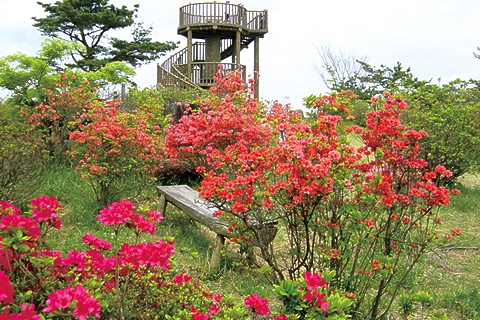 大和路をゆけば出逢える花景色。