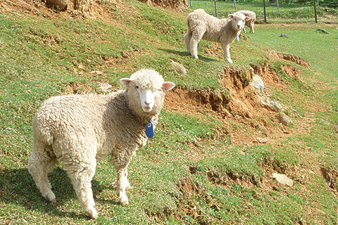 大和路をゆけば出逢える花景色。