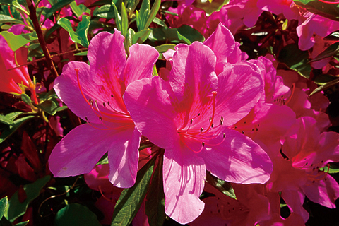 大和路をゆけば出逢える花景色。