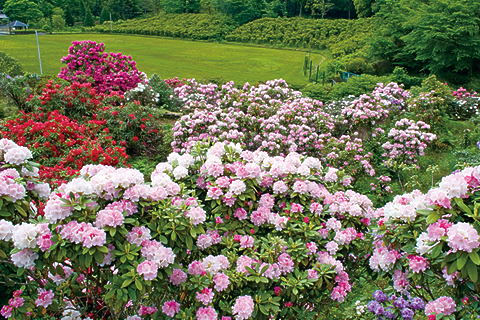 あの花に逢いたくて。