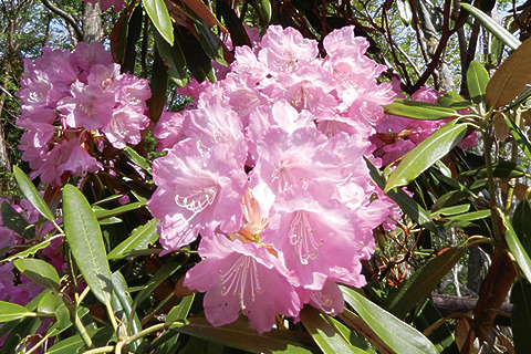 あの花に逢いたくて。