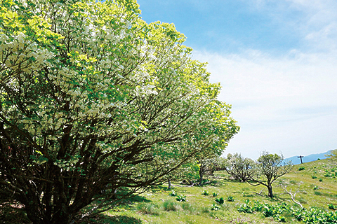 あの花に逢いたくて。
