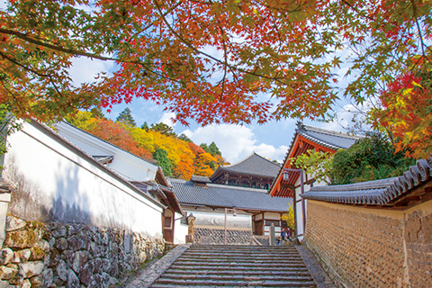 日本に育まれた美しきものに出逢う。