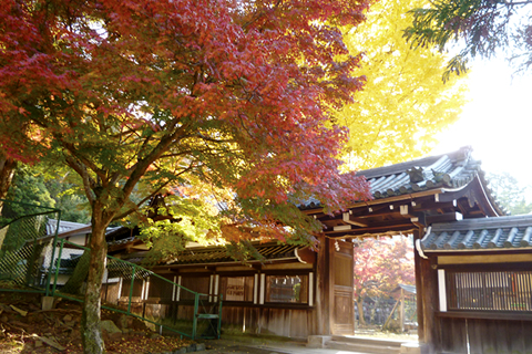 日本に育まれた美しきものに出逢う。