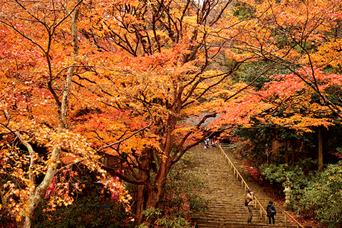 秋里に女人の心を癒してきた至宝を訪れて。