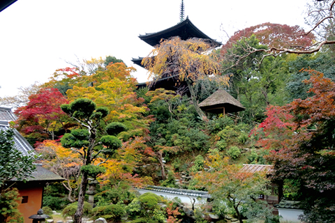秋里に女人の心を癒してきた至宝を訪れて。