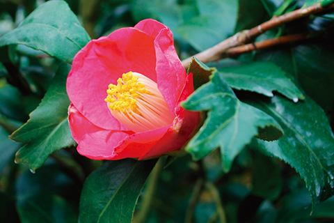 奈良 椿の名所＆絶景