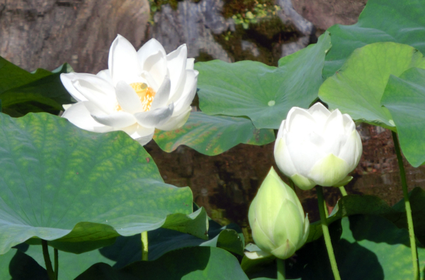 名勝依水園(蓮)