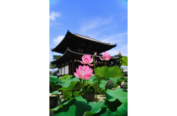 喜光寺(蓮)