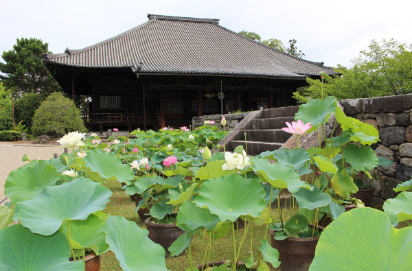 西大寺(蓮)