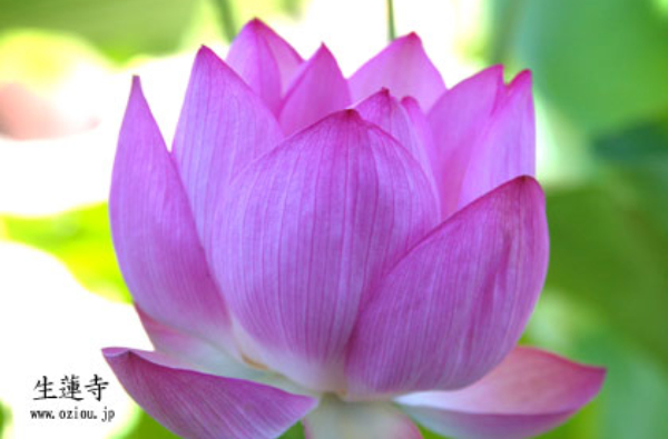 生蓮寺(6月中旬から7月下旬)