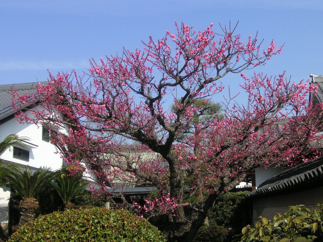 法華寺（紅梅）（3月上旬 ～ 3月中旬）