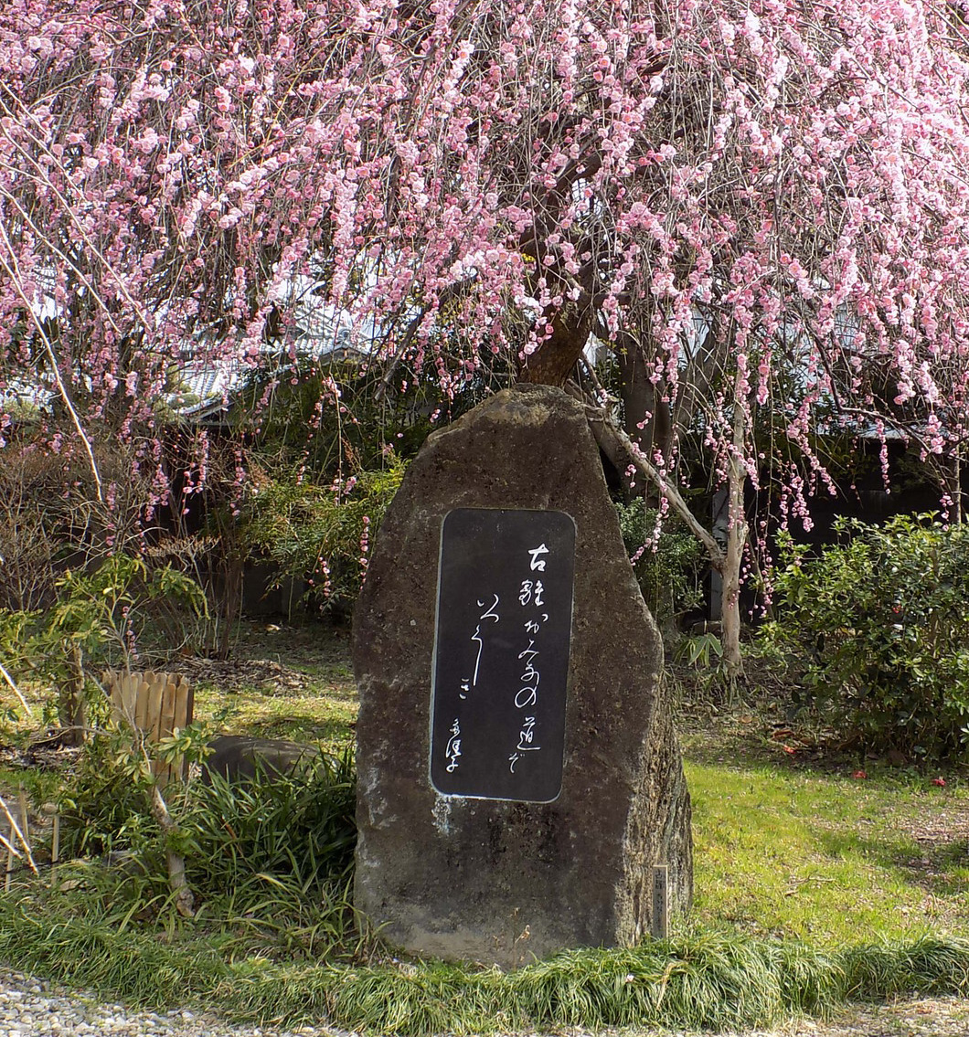 法華寺（しだれ梅）（2月下旬～3月下旬）
