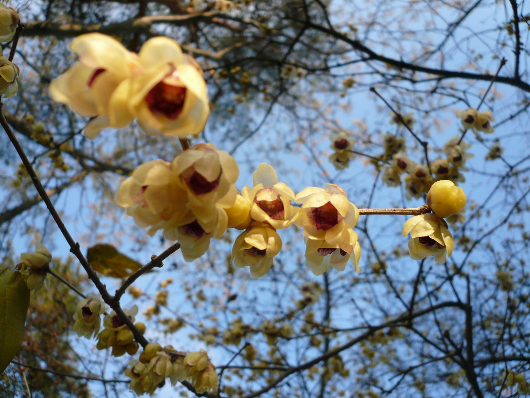 公益財団法人 大和文華館（蝋梅）（12月下旬 ～ 1月下旬）