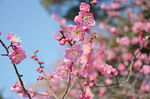 公益財団法人 大和文華館（梅）（1月下旬 ～ 3月中旬）
